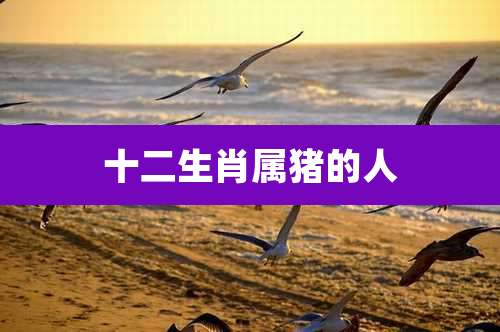 十二生肖属猪的人