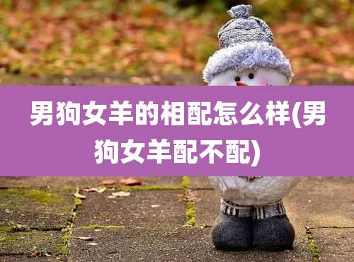 男狗女羊的相配怎么样(男狗女羊配不配)