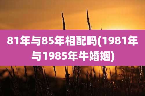81年与85年相配吗(1981年与1985年牛婚姻)