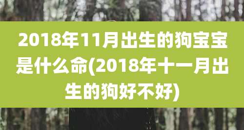 2018年11月出生的狗宝宝是什么命(2018年十一月出生的狗好不好)