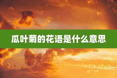 瓜叶菊的花语是什么意思