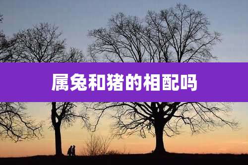 属兔和猪的相配吗