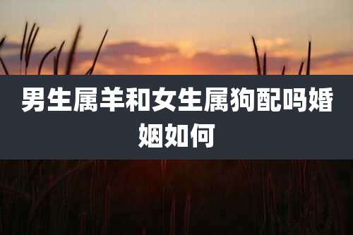 男生属羊和女生属狗配吗婚姻如何
