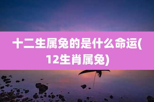 十二生属兔的是什么命运(12生肖属兔)