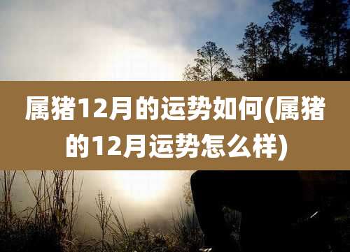 属猪12月的运势如何(属猪的12月运势怎么样)