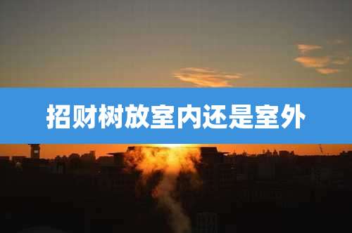 招财树放室内还是室外