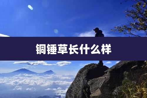 铜锤草长什么样