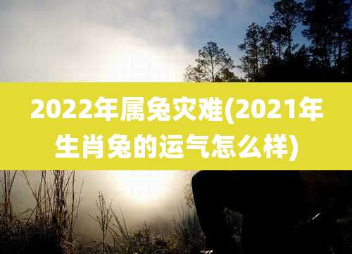 2022年属兔灾难(2021年生肖兔的运气怎么样)