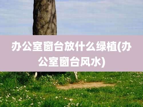 办公室窗台放什么绿植(办公室窗台风水)