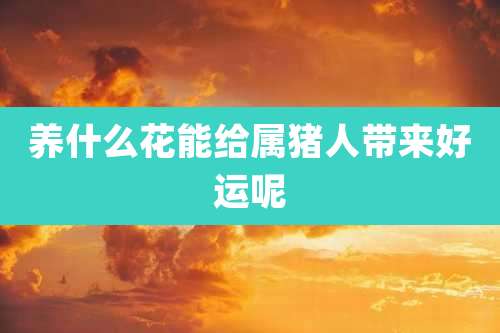 养什么花能给属猪人带来好运呢