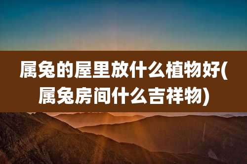 属兔的屋里放什么植物好(属兔房间什么吉祥物)