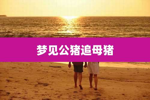 梦见公猪追母猪