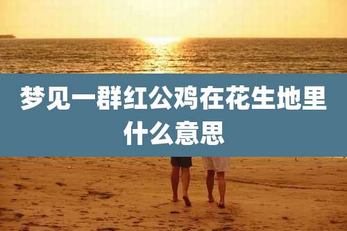 梦见一群红公鸡在花生地里什么意思