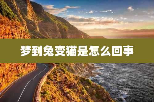 梦到兔变猫是怎么回事