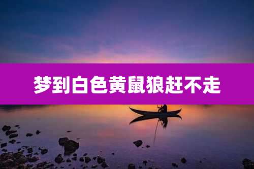 梦到白色黄鼠狼赶不走