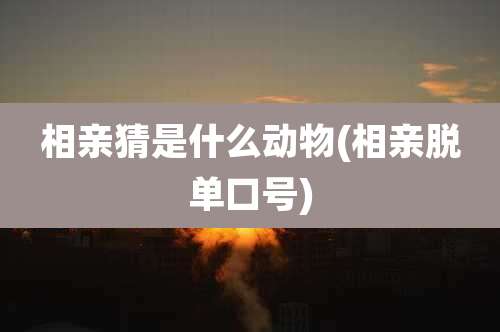 相亲猜是什么动物(相亲脱单口号)
