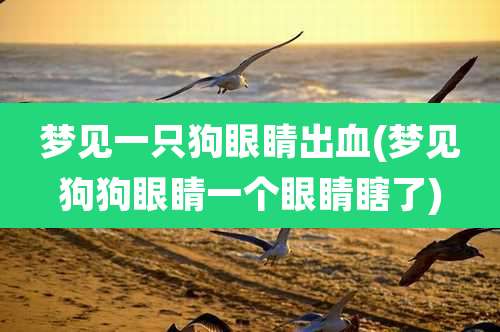 梦见一只狗眼睛出血(梦见狗狗眼睛一个眼睛瞎了)