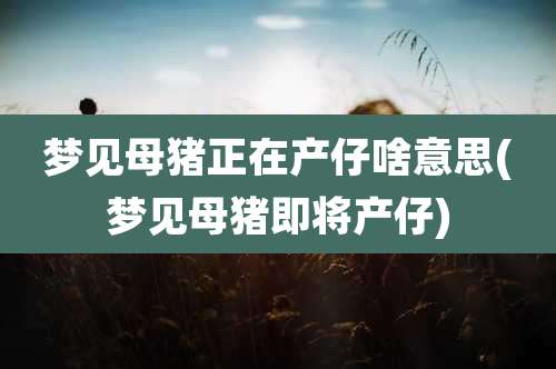 梦见母猪正在产仔啥意思(梦见母猪即将产仔)