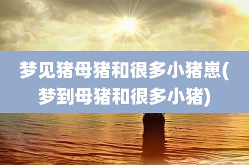 梦见猪母猪和很多小猪崽(梦到母猪和很多小猪)