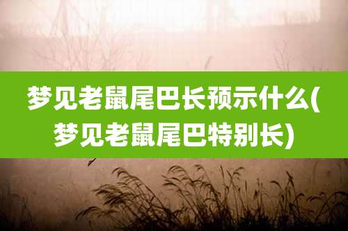 梦见老鼠尾巴长预示什么(梦见老鼠尾巴特别长)
