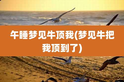 午睡梦见牛顶我(梦见牛把我顶到了)