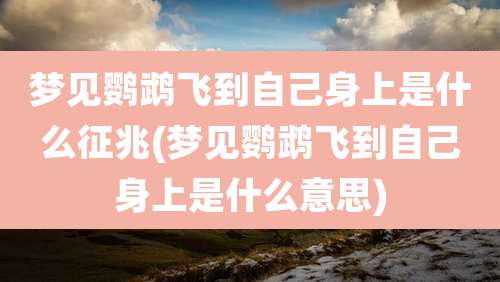 梦见鹦鹉飞到自己身上是什么征兆(梦见鹦鹉飞到自己身上是什么意思)