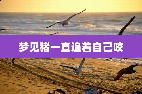 梦见猪一直追着自己咬