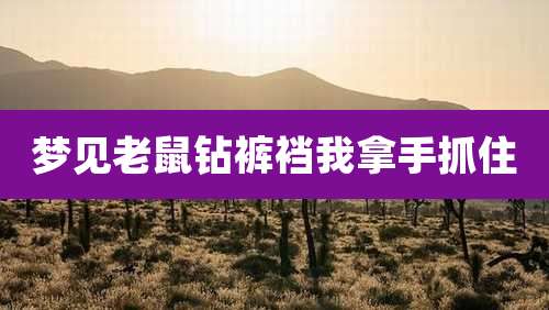 梦见老鼠钻裤裆我拿手抓住