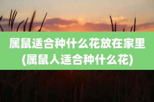 属鼠适合种什么花放在家里(属鼠人适合种什么花)