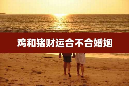 鸡和猪财运合不合婚姻