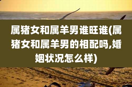 属猪女和属羊男谁旺谁(属猪女和属羊男的相配吗,婚姻状况怎么样)