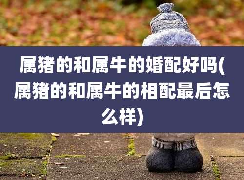 属猪的和属牛的婚配好吗(属猪的和属牛的相配最后怎么样)