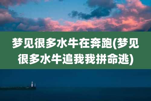 梦见很多水牛在奔跑(梦见很多水牛追我我拼命逃)