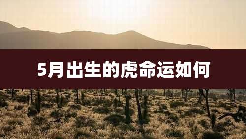5月出生的虎命运如何
