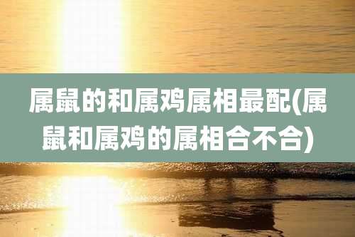 属鼠的和属鸡属相最配(属鼠和属鸡的属相合不合)