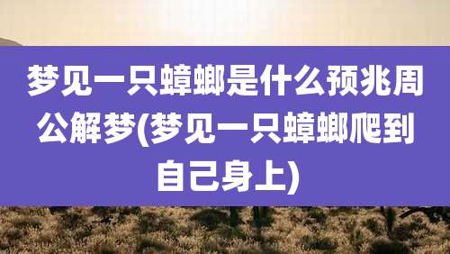 梦见一只蟑螂是什么预兆周公解梦(梦见一只蟑螂爬到自己身上)