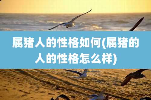 属猪人的性格如何(属猪的人的性格怎么样)