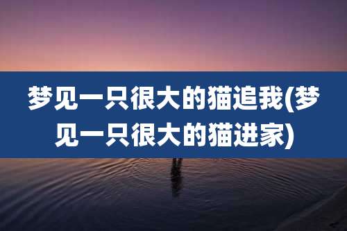 梦见一只很大的猫追我(梦见一只很大的猫进家)