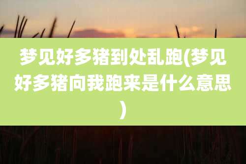 梦见好多猪到处乱跑(梦见好多猪向我跑来是什么意思)