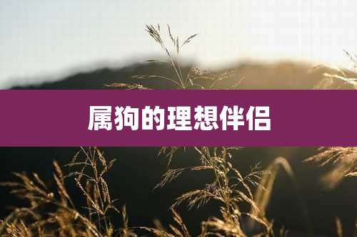 属狗的理想伴侣