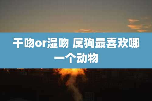 干吻or湿吻 属狗最喜欢哪一个动物
