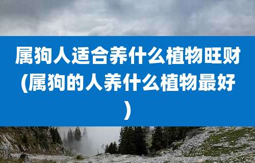 属狗人适合养什么植物旺财(属狗的人养什么植物最好)