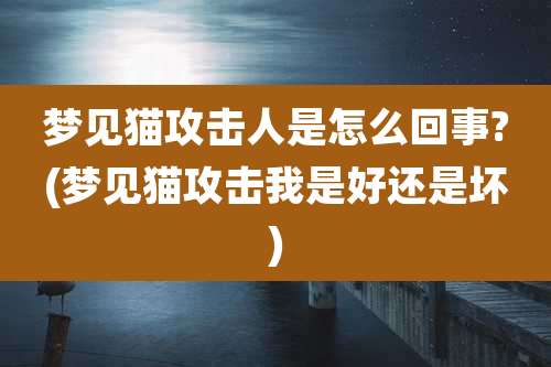 梦见猫攻击人是怎么回事?(梦见猫攻击我是好还是坏)