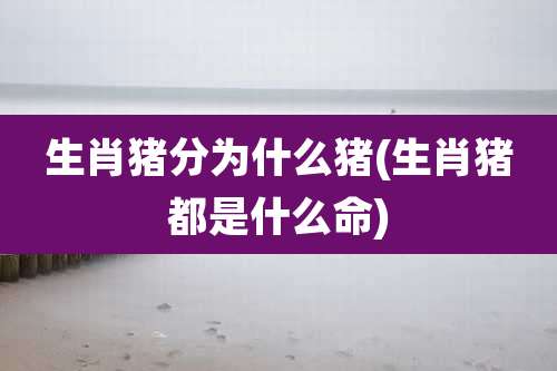 生肖猪分为什么猪(生肖猪都是什么命)