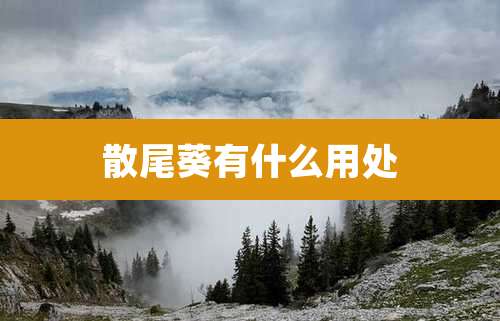 散尾葵有什么用处