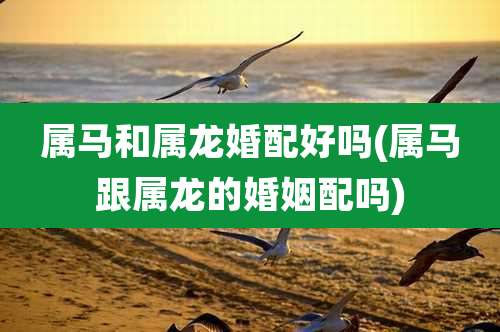属马和属龙婚配好吗(属马跟属龙的婚姻配吗)