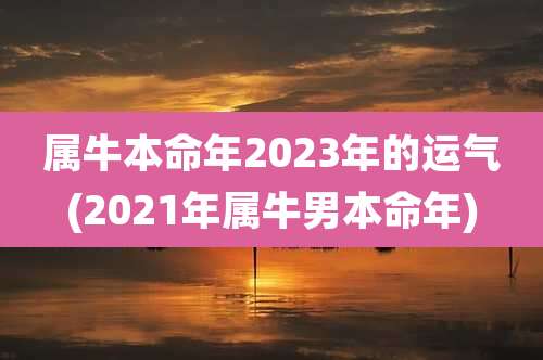 属牛本命年2023年的运气(2021年属牛男本命年)