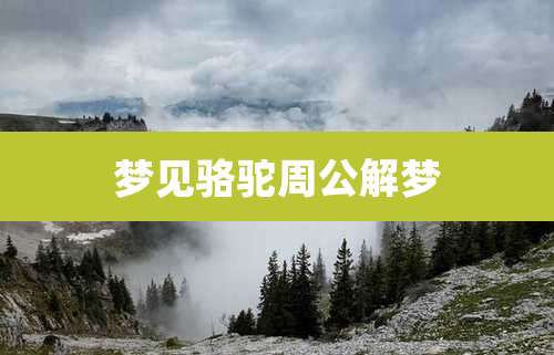 梦见骆驼周公解梦