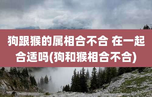 狗跟猴的属相合不合 在一起合适吗(狗和猴相合不合)