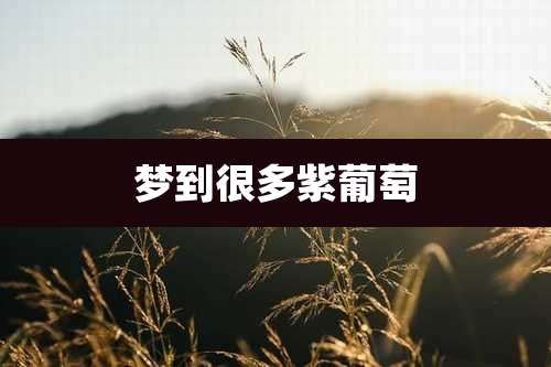 梦到很多紫葡萄